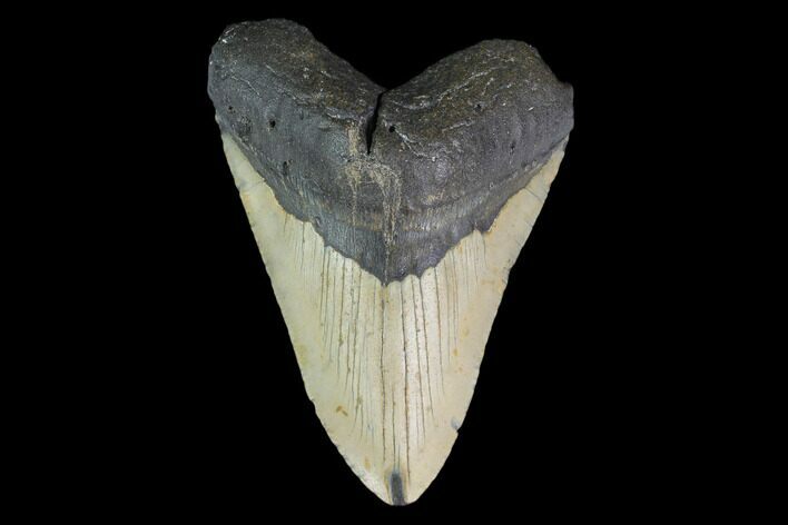 Bargain, Fossil Megalodon Tooth - North Carolina #124913